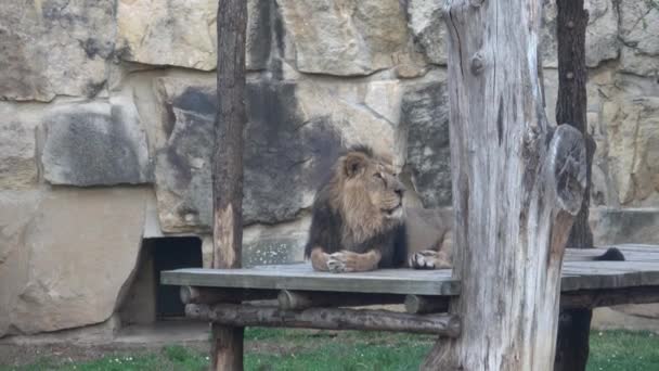 Asiatic lion (Panthera leo persica) threatened species - Filmmaterial, Video