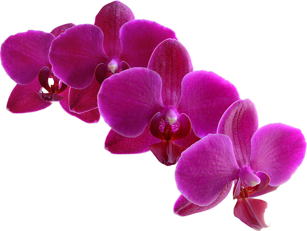 Orquídea roxa
 - Foto, Imagem