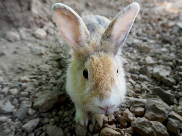 маленький кролик ізольований на фермі
 - Фото, зображення