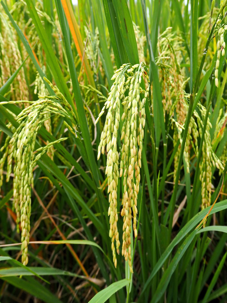 Крупный план Фото рисовых полей
 - Фото, изображение