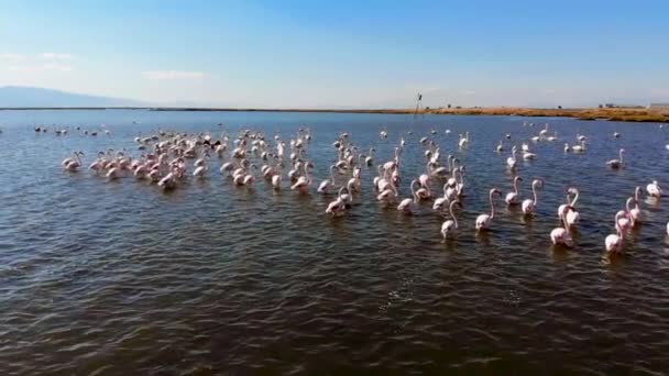 Flamingos ή φλαμίνγκο είναι ένα είδος wading πουλί στην οικογένεια Phoenicopteridae, η μόνη οικογένεια πουλιών με τη σειρά Phoenicopteriformes. - Πλάνα, βίντεο