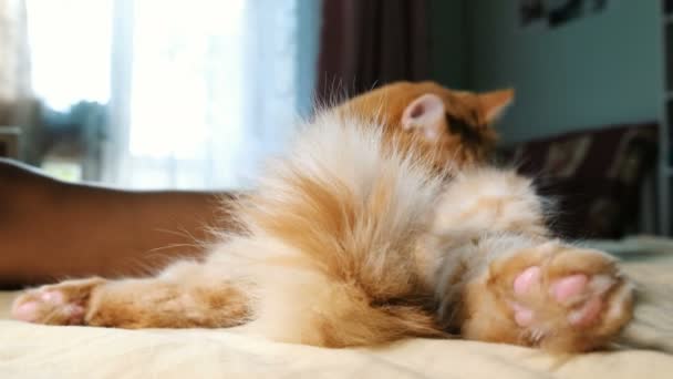 Pluizig rode kat likken wast een staart omhoog sluiten thuis, onscherp, wazig - Video