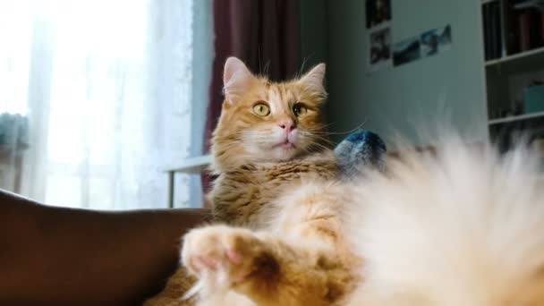 Pluizig rode kat likken wast een staart close-up thuis, liegen met een vrouw - Video