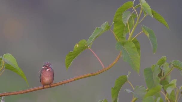 Common Kingfisher on perch at sunrise - Footage, Video