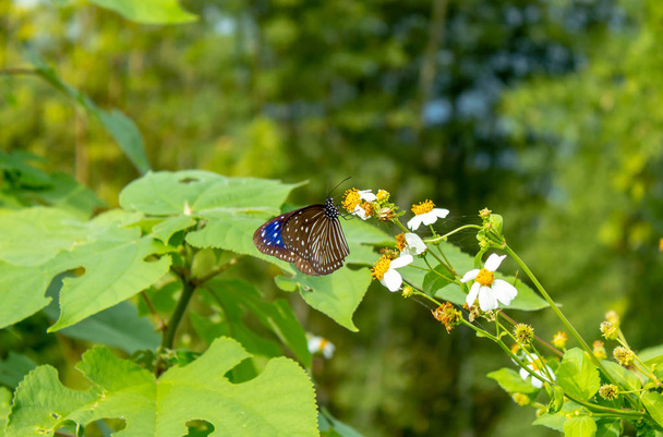 Zwart vlinder op een witte Bidens pilosa bloemen in de tuin. - Foto, afbeelding