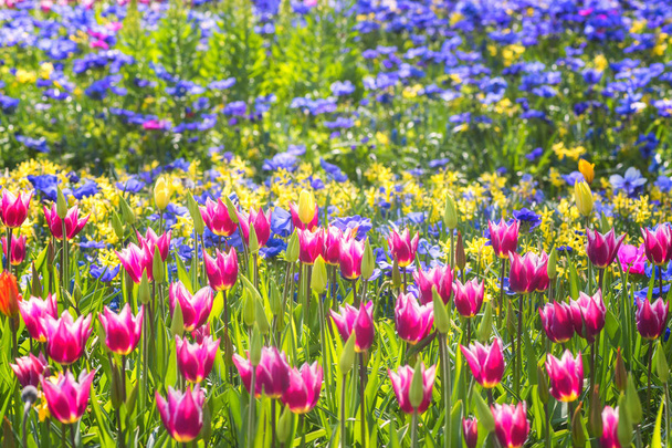 Hermosas flores en el jardín real Keukenhof primavera, fondo floral soleado colorido adecuado para el papel pintado o tarjeta de felicitación, Países Bajos
 - Foto, imagen