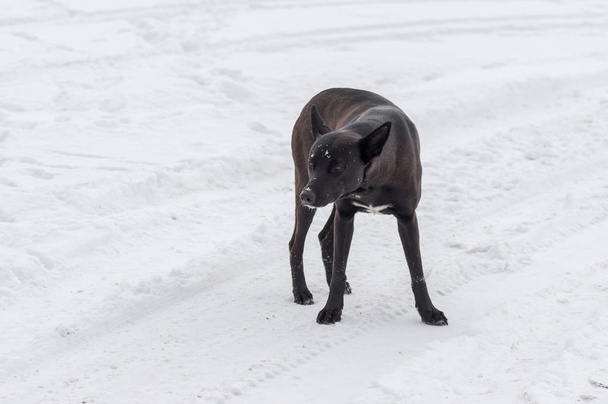 Street dog is ready to defend own territory - Valokuva, kuva