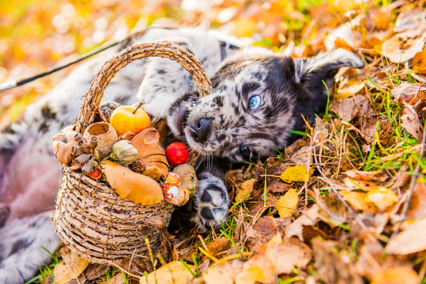 Cão de cachorro Labrador com olhos de cores diferentes no fundo do outono
 - Foto, Imagem