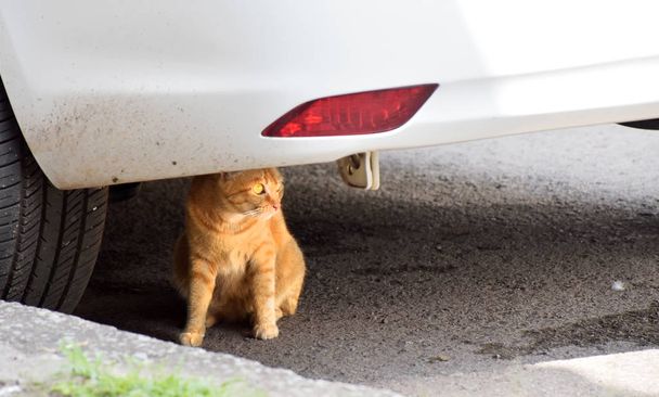 A domestic cat under a car - Photo, Image