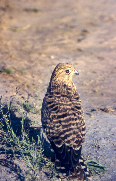 Greater Kestrel (Falco rupichellides), Центральный заповедник Калахари, Гхемси, Ботсвана, Африка
 - Фото, изображение