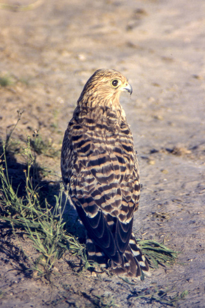 Gran cernícalo (Falco rupicoloides), Reserva de caza del Kalahari Central, Ghanzi, Botswana, África
 - Foto, imagen