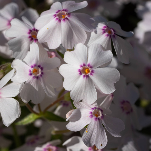 芝 (芝桜 subulata)、夏の花 - 写真・画像