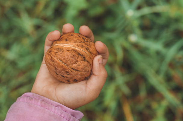 The girl holds walnuts in his hands - Foto, imagen