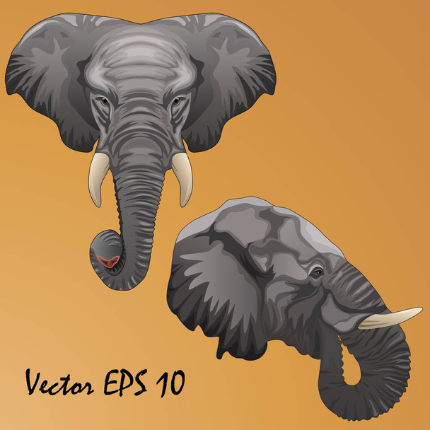 Dos cabezas de elefantes africanos de perfil y cara completa. Vector, aislado, sobre fondo naranja
 - Vector, Imagen