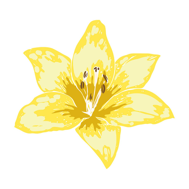Beautiful yellow lily flower. Illustration of big lily isolated on white background. Hand drawn vector. Nature floral collection - Vektör, Görsel