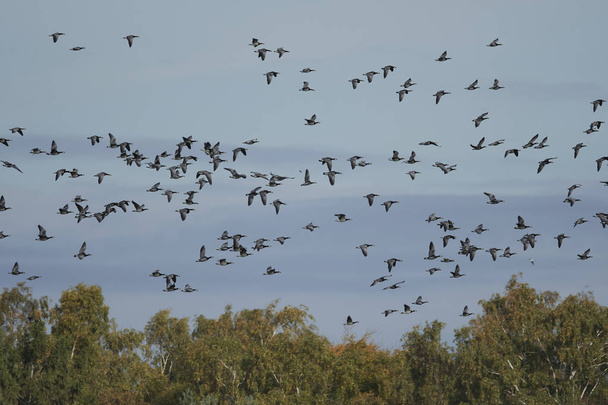 Барнакл гусей в бегах в их среде обитания в Дании - Фото, изображение