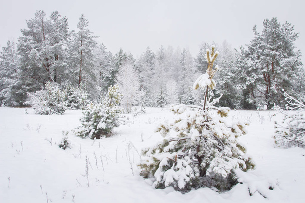 Frosty christmas trees in winter forest. Winter landscape - Zdjęcie, obraz