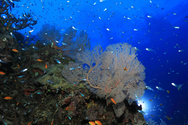 Hermosos corales y pequeños peces bajo el agua en la Gran Barrera de Coral de Australia
  - Foto, Imagen
