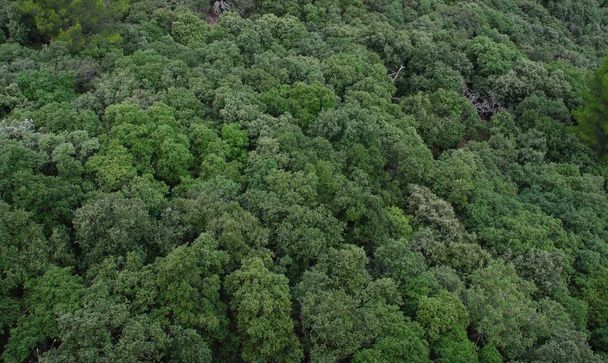 Treetops. Dense forest from above - Photo, Image