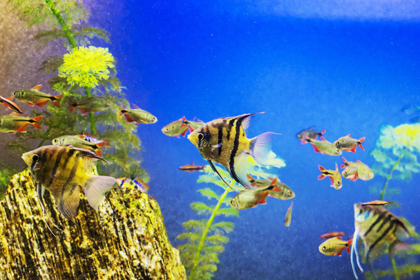 Żółta ryba pod wodą. Morze Naturalna scena. Piękno natury. - Zdjęcie, obraz