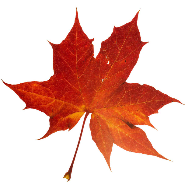 Vibrant detailed colorful autumn leaf on white background. - Photo, Image