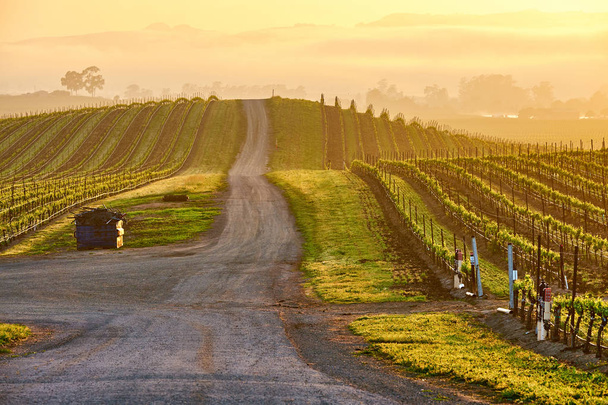 Vista de grandes vinhedos paisagem na Califórnia, EUA
 - Foto, Imagem