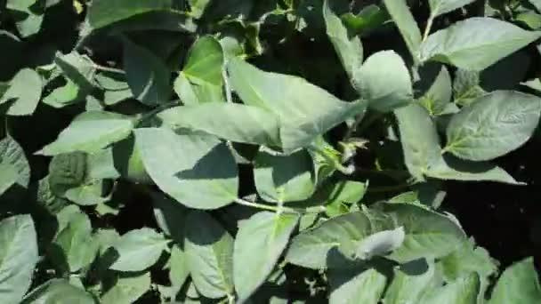 Green soybean crops in field  - Séquence, vidéo