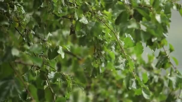 Natte boomtak en stortbui close-up. Groene boom in onscherpe achtergrond van regen. Water laten vallen op tak in bos tijdens stortbui. Herfst regen - Video