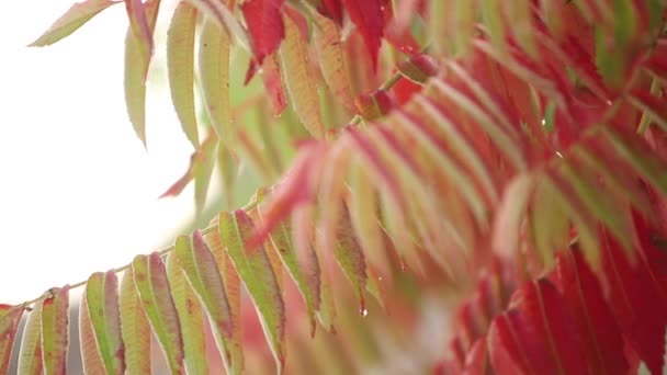 Rode herfstbladeren in bos. Stortbui en natte bladeren. Rair in de herfst tijd. Slow motion van regendruppels vallen op kleurrijke esdoorn bladeren - Video