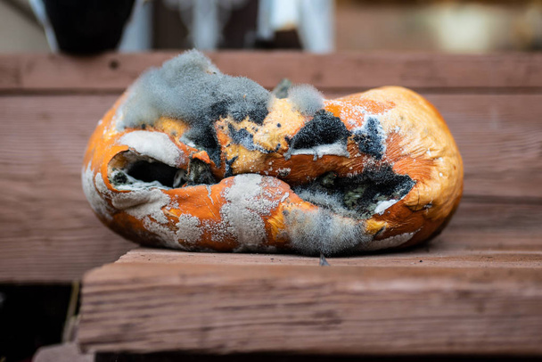 Zgniłe rzeźbione dyni halloween pokryte pleśni w otoczeniu domu. - Zdjęcie, obraz