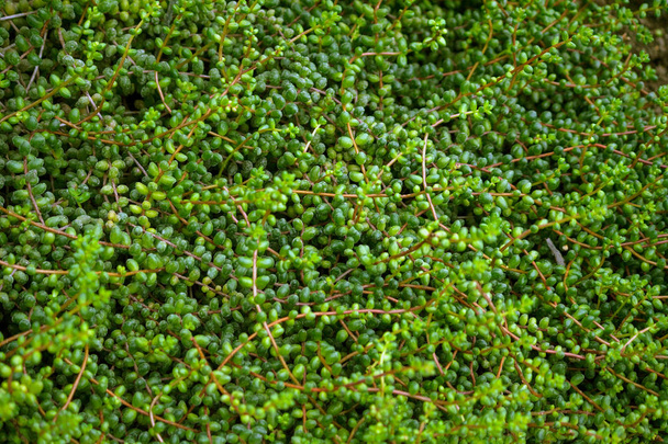 Senecio, hodně dlouhé stonky s kulatými listy po celé délce, světle a tmavě zelené odstíny, rostlina roste hustý koberec na zem, přírody a přírodních - Fotografie, Obrázek