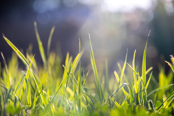 Green macro grass background - Fotoğraf, Görsel