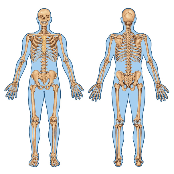 Anatomy of upper human arm bones hand drawing vintage style,Human
