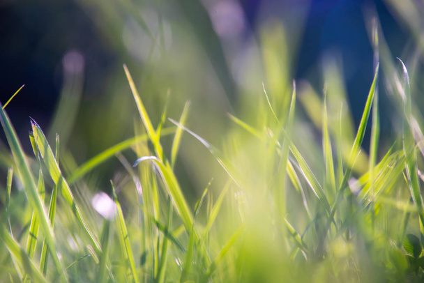 Green macro grass background - Foto, imagen