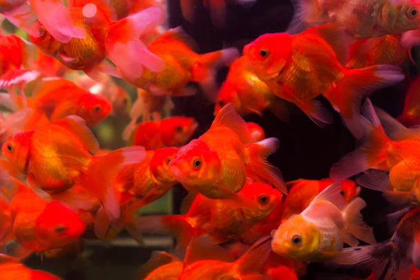Goudvis zwemmen in aquarium vak. Verzadiging kleur door decoratieve verlichting. - Foto, afbeelding
