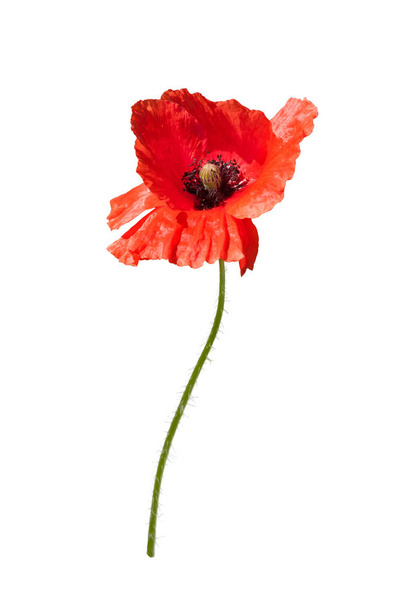 Beautiful wild red poppy isolated on white background. - Foto, imagen