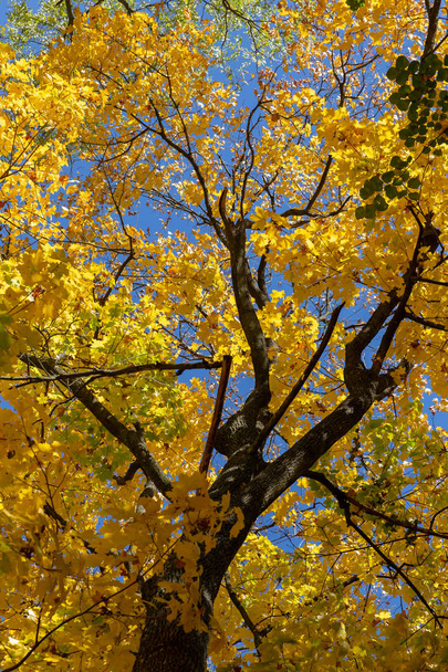 Autumn trees and blue sky. - Photo, image