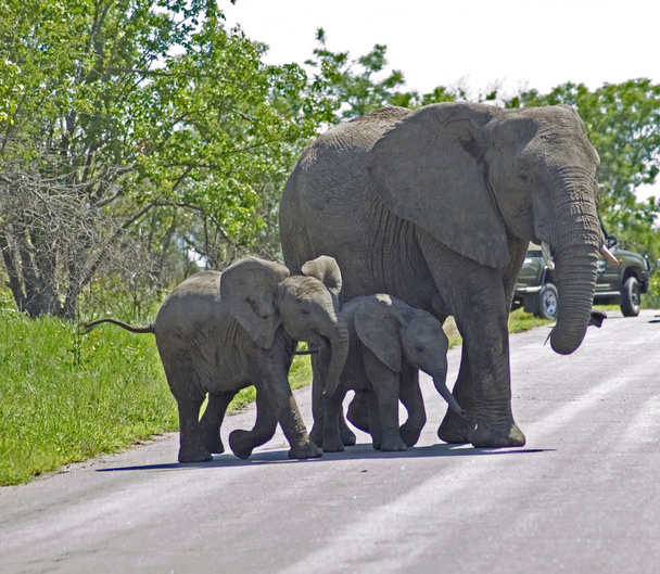 Elefantes africanos
 - Foto, Imagen