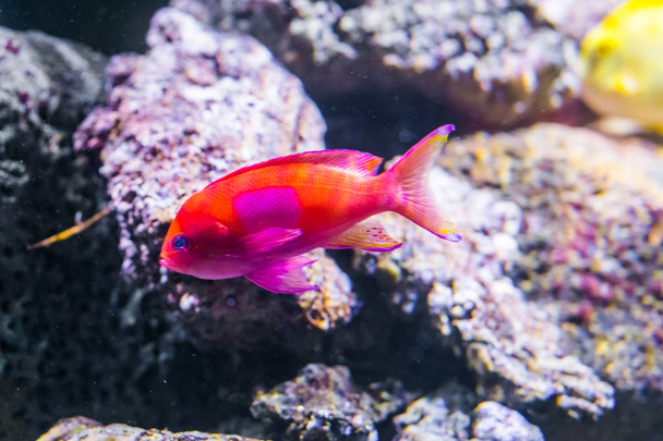 a squarespot anthias also know as the square spot fairy basslet a vibrant colorful tropical fish of the pacific ocean - Photo, Image