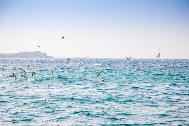 Möwen fliegen über das Meer in der Nähe der griechischen Insel Mykonos - Foto, Bild