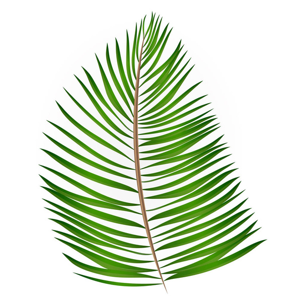 Векторні ілюстрації пальмового листя
 - Вектор, зображення