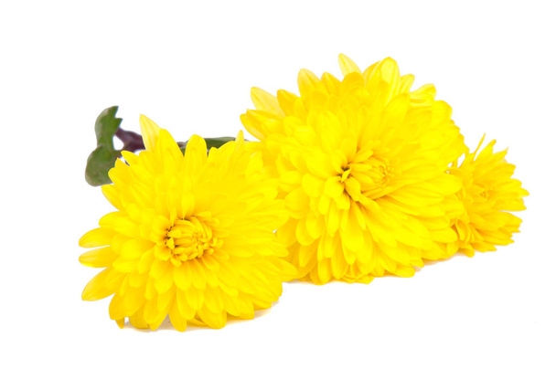 chrysanthème fleurs jaunes isolées sur le blanc
 - Photo, image
