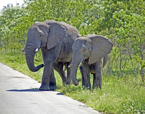 Vida silvestre: Elefantes africanos
 - Foto, imagen