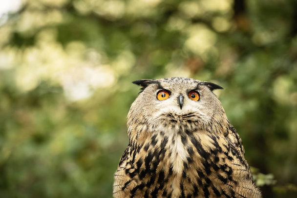UK, Sherwood Forrest, Nottinghamshire Birds of Prey Event - Eurasion Eagle Owl, primo piano
 - Foto, immagini