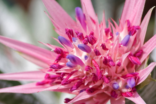 Close up of bromeliad blossom, tropical colorful flower - Photo, Image