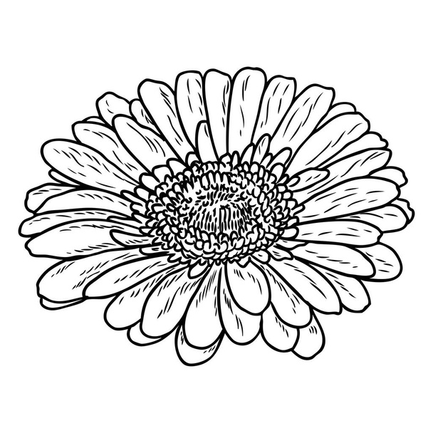 Open petals daisy head flower. Floral Botany drawings. Black and white line art. Vector. - ベクター画像