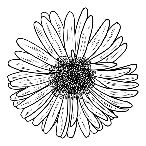 Daisy in line art style, isolated. Daisy. Hand drawn botanical flower element. Vector. - Vektör, Görsel