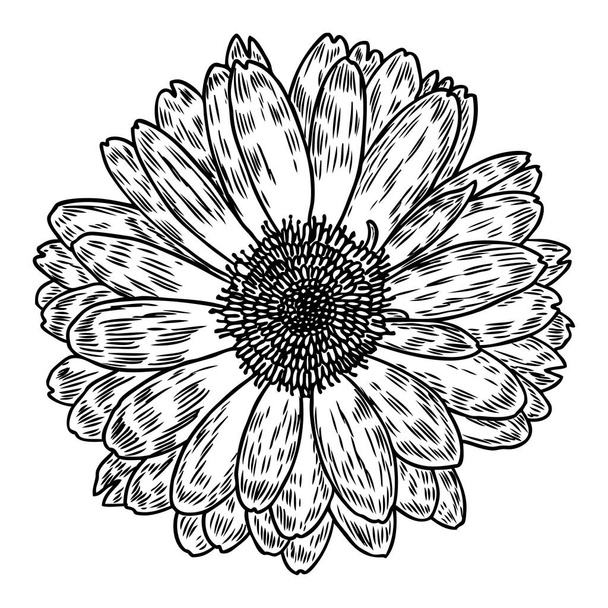 Daisy in line art style, isolated. Daisy. Hand drawn botanical flower element. Vector. - Vector, Imagen
