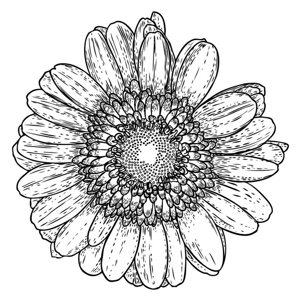 Daisy in line art style, isolated. Daisy. Hand drawn botanical flower element. Vector. - Wektor, obraz