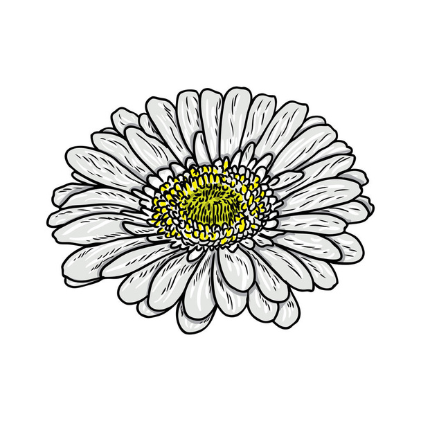 Daisy floral botany sketch. Daisy flower drawing. Color line art isolated on white backgrounds. Hand drawn botanical illustrations. Vector. - Wektor, obraz